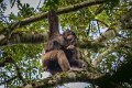 06 Oeganda, Kibale Forest, chimpansee